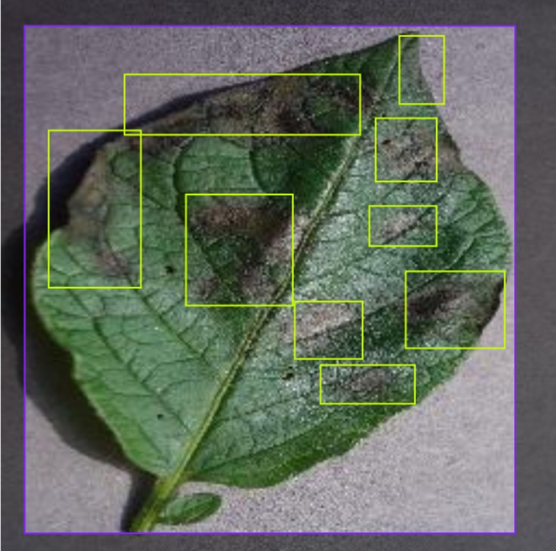 Healthy Leaves - Deep Learning Potato Leaf Disease Classification